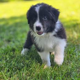 Julep - Black and white female Border Collie puppy in Olney, Illinois from Heronwood Border Collies