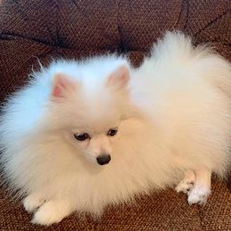 LOUISA - Pomeranian