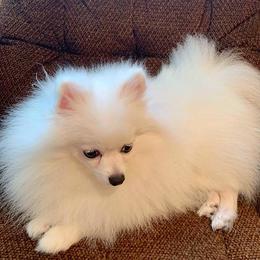 LOUISA - Pomeranian