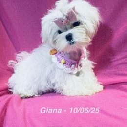 CHUMALY GIANA - White female Maltese puppy in Alexandria, Alabama from Lydia's Maltese and Yorkshire Terriers