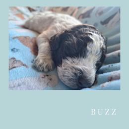 Boy 4 - Brown roan male Lagotto Romagnolo puppy in Salida, California from Harper's Lagotti