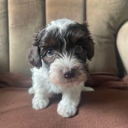 Jacob - Chocolate male Havanese puppy in Portage, Indiana from Happiness in Havanese