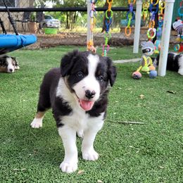 Boy 1 Storm - Tri-color male Border Collie puppy in Morgan, Texas from Shooting Star Ranch