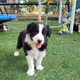 Boy 1 Storm - Tri-color male Border Collie puppy in Morgan, Texas from Shooting Star Ranch