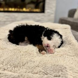 Pluto - Tri-color male Bernedoodle puppy in Spring, Texas from Sterling Star Doodles