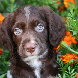 Kale - Liver and white male Brittany puppy in Hollidaysburg, Pennsylvania from Royal Flush Farms