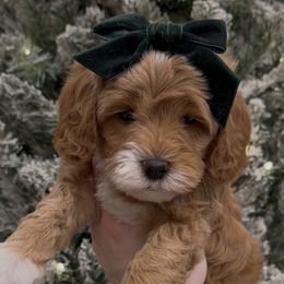 Beauty Mini Goldendoodle Girl - Red  female Goldendoodle puppy in Mayfield, Utah from Ruff Country Doodles