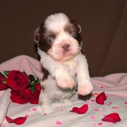 Chocolate and white - Liver and white male Shih Tzu puppy in Phillipsburg, New Jersey from Debilyn’s Shih Tzu’s
