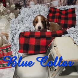 BLUE BOY - Mahogany and white male Basset Hound puppy in Snow Camp, North Carolina from V's Southern Angels
