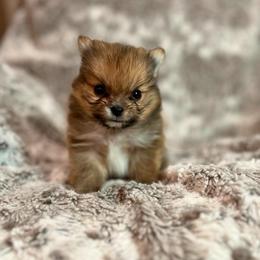 Tiny Vixey male - Red sable male Pomeranian puppy in Weatherford, Texas from COCO'S POMS AND FRENCHIES