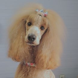 Zora - Poodle