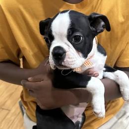 Boston Terriers from Young's Boston Terrier