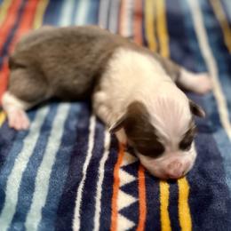 Mint Collar Girl Clover - Sable female Pembroke Welsh Corgi puppy in Paris, Kentucky from Flat Run Corgis