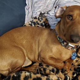 Dachshunds from Luna May's daschunds