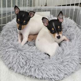 Tommy - White black and tan female Toy Fox Terrier puppy in Leeton, Missouri from Foxlace Farms Toy Fox Terriers