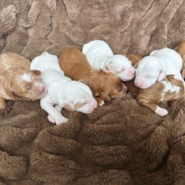 Goldendoodles from Best Friend Doodles