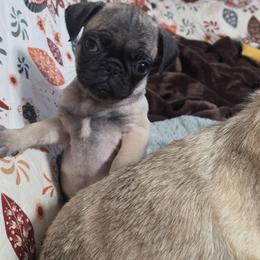 Beau - Fawn male Pug puppy in Olin, North Carolina from Piggy Pugs
