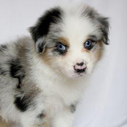 Sterling - Blue merle male Australian Shepherd puppy in Richmond, Texas from Big Zen Aussies