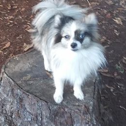 Pomeranians from Playful Palace Pomeranians