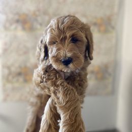 Goldendoodle Puppies from Joe and Dogs
