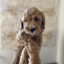 Goldendoodle Puppies from Joe and Dogs