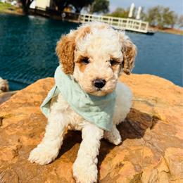 Spike - Red and white male Cockapoo puppy in Kingfisher, Oklahoma from Perdue Puppies