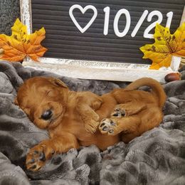 Goldendoodle Puppies from Rustic Road Doodles