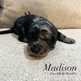 Bernedoodle, Goldendoodle, and Poodle Puppies from JensenBelle Doodles