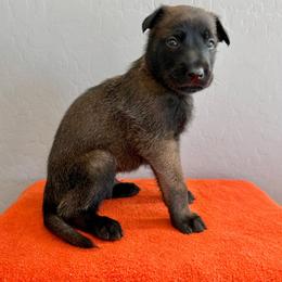 Kenobi (Green) - Black sable male Belgian Malinois puppy in Buckeue, Arizona from Légende Vivante Du Chief Kennel