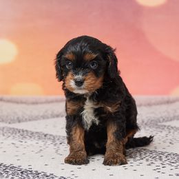 Jake - Black and tan male Cavapoo puppy in Apple Creek, Ohio from Grandeur Valley Puppies
