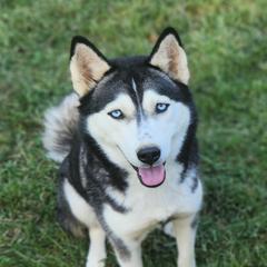 Ash - Siberian Husky