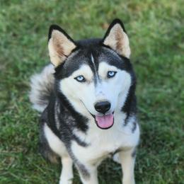 Ash - Siberian Husky