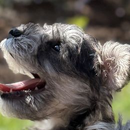 Miniature Schnauzers from Sweet and Spicy Schnauzers