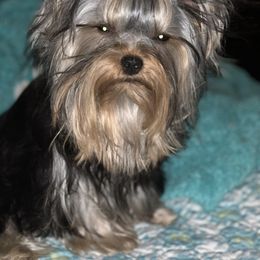 Yorkshire Terrier Puppies from Yorkielicious Yorkies