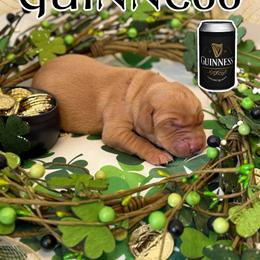 Guinness - Yellow male Labrador Retriever puppy in Water Valley, Mississippi from Three Lakes Labs & WHDs
