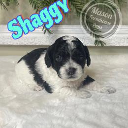 Shaggy - Black and white male Cockapoo puppy in Anniston, Alabama from Mason Farmhouse Poodles, Doodles & Poos (Breeding & Stud Services)