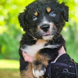 Australian Shepherd Puppies from Kenmont Kennels