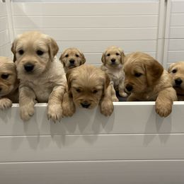 Golden Retriever Puppies from Upper Park Goldens