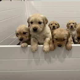 Golden Retriever Puppies from Upper Park Goldens