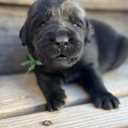 Green - Black male Labrador Retriever puppy in Paulden, Arizona from Carefree Samoyeds & Deserthills Labradors