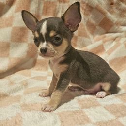 Jack frost - Blue and white male Chihuahua puppy in Joliet, Illinois from Chihuahua and frenchie favs