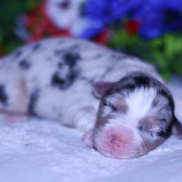 Girl 1 - Blue merle female Australian Shepherd puppy in Easton, Missouri from MMA Kennel