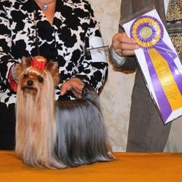 Yorkshire Terrier All Grown Up from Dearinger San Diego Yorkies