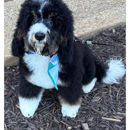 Aussiedoodle, Bernedoodle, Cockapoo, and Miniature Australian Shepherd All Grown Up from Jam's Doodles And Poodles