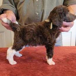 Poodle Puppies from Chapel Hill Poodles