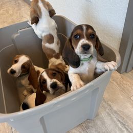 Basset Hound Puppies from Breeze Basset Hounds