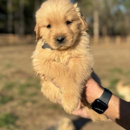 Gray Girl - Golden female Golden Retriever puppy in Albany, Georgia from Sassafras Goldens