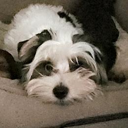 Posey - Yorkshire Terrier