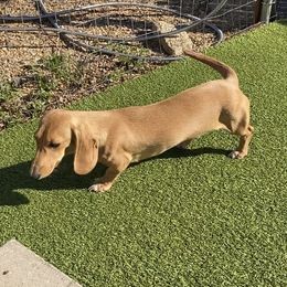 Caramel - Dachshund