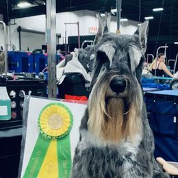 Ricky - Miniature Schnauzer